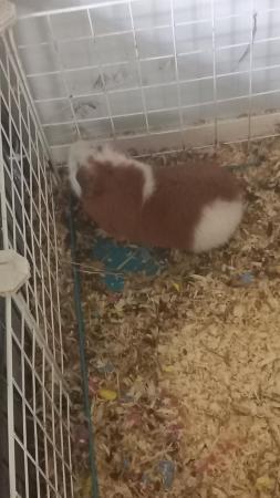 Image 5 of 3 month old pure bred teddy guinea pig
