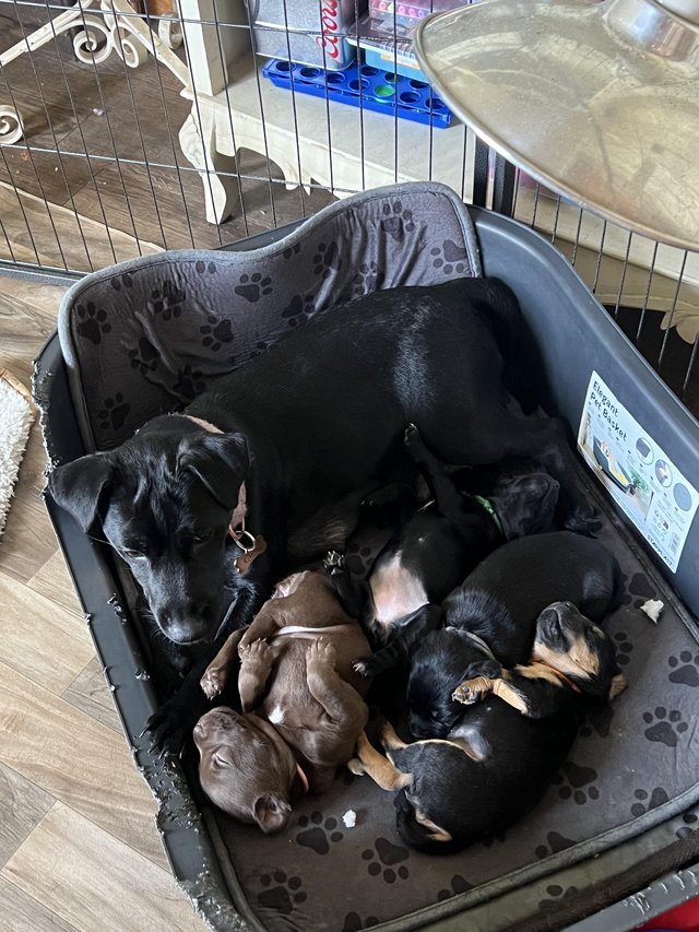 Preview of the first image of Patterdale terrier puppies.