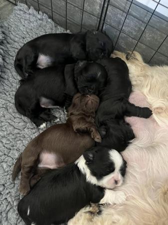 Image 12 of Shih Tzu Puppies For Sale (1 Boy)