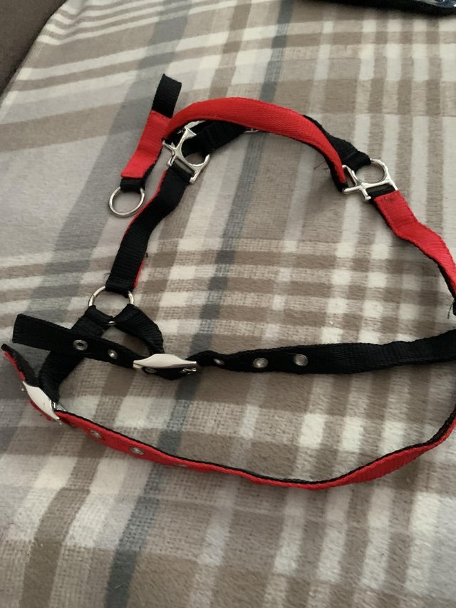 Preview of the first image of Foal or donkey head collar.
