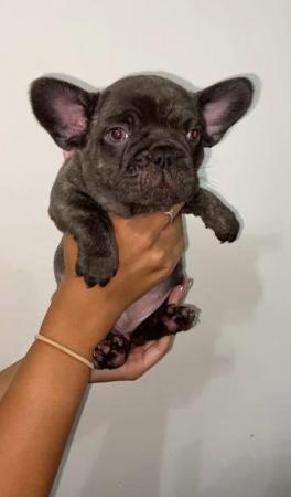 Image 5 of French Bulldog Puppies ready to go now