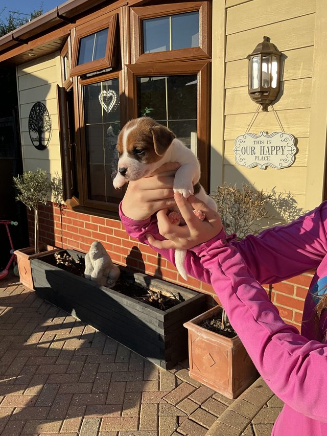 Parson Jack Russell puppy’s — photo 2 of 4