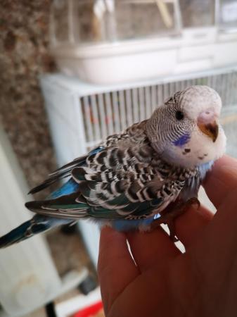 Image 17 of Baby hand tamed budgies for sale
