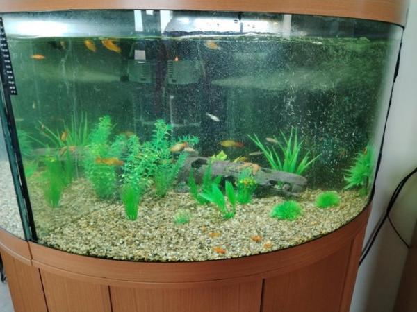 Image 3 of I take in unwanted fish and give them a loving home