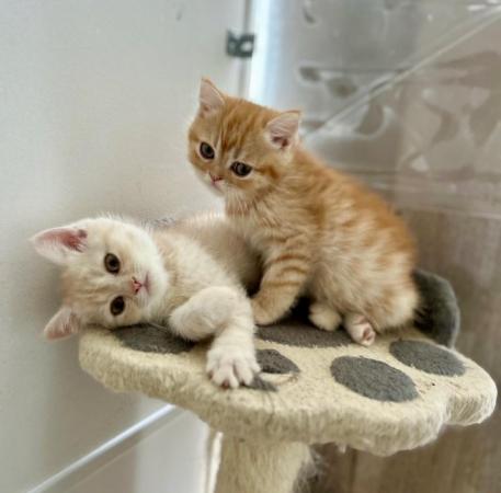 Image 16 of ALL SOLD Beautiful Exotic Persian kittens