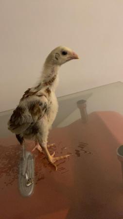 Image 1 of Shamo not aseel and American game chicks for sale