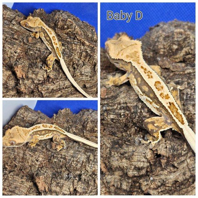 Preview of the first image of stunning baby crested geckos looking for forever homes.