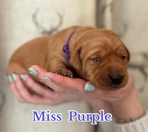 Image 4 of Chunky Dark Fox Red puppies for sale