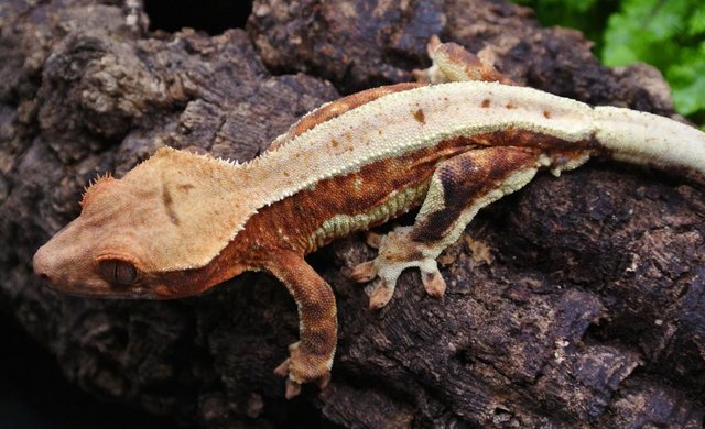 Image 1 of Orange Lilly white Crested gecko male