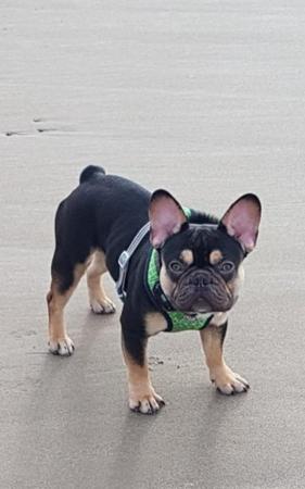 Image 5 of Gorgeous Health tested clear coco/tan french bulldog male