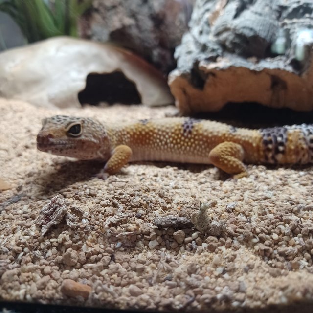 Preview of the first image of Male leopard gecko + full setup.