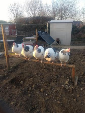 Image 1 of Large Fowl Utility Light Sussex Hatching Eggs For Sale