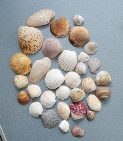 Image 6 of A Mixed Lot of Real Seashells.  100 Plus Pieces.