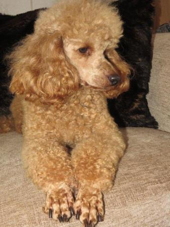 Image 47 of RED KC REG TOY POODLE FOR STUD ONLY! HEALTH TESTED