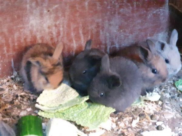 Image 6 of Baby mini lop rabbits for sale
