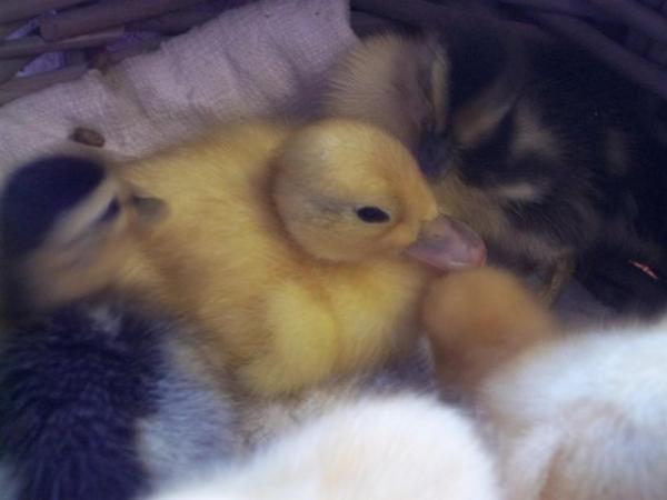 Image 4 of QUALITY CALL DUCK HATCHING EGGS AVAILABLE £3 EACH
