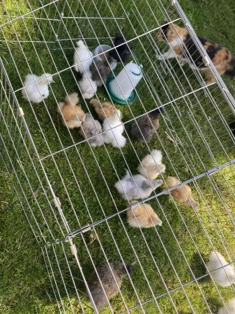 Image 13 of Pure breed Silkie chicks USA and miniature