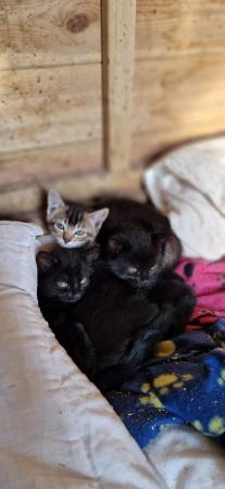 Image 3 of Gorgeous kittens looking for a loving home