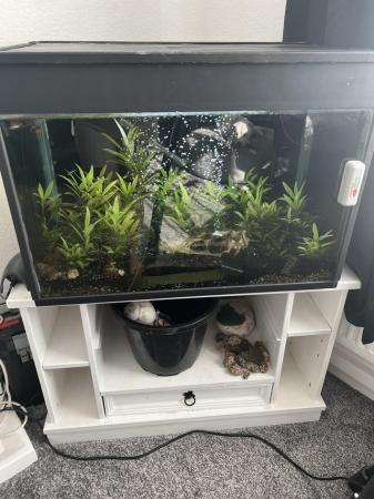 Image 4 of Fish with whole set up need gone asap