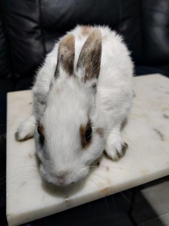 Image 2 of Netherland dwarf vaccinated booster cute small baby boy