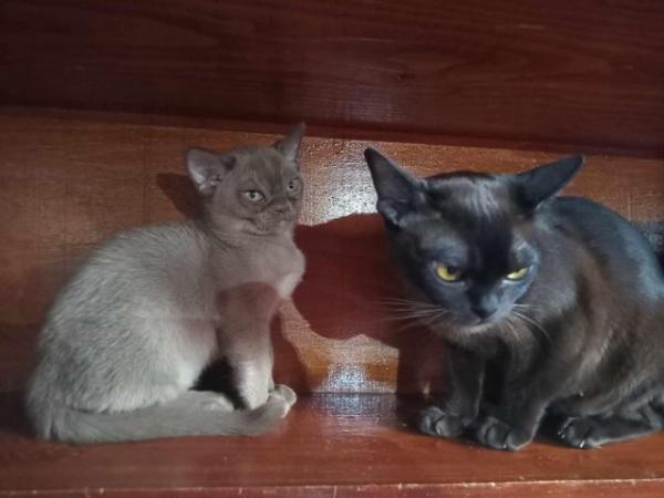 Image 11 of Exceptional Burmese kittens