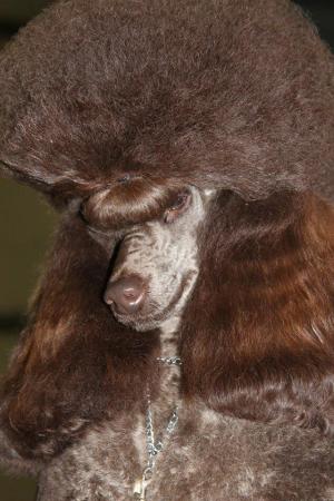 Image 9 of Gorgeous chocolate brown Miniature Poodle Puppies