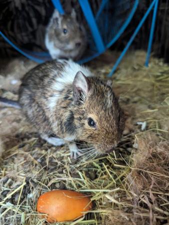 Image 4 of 2 female Degus with cage and accessories for sale