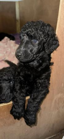 Image 7 of gorgeous show quality standard poodle puppies