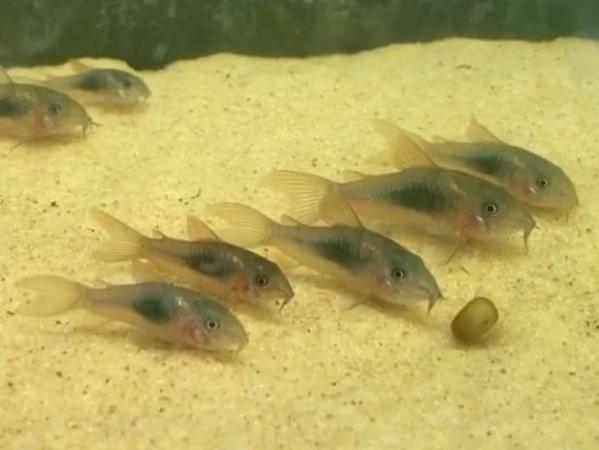 Image 6 of Bronze Cory Catfish £2.50 each or £10 for 6