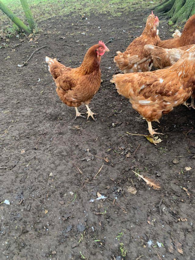 Preview of the first image of ****BOVAN BROWN HENS FOR SALE****.
