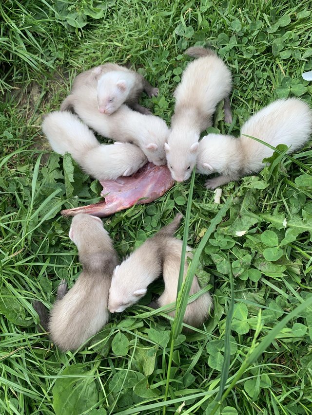 Preview of the first image of 7 Ferret kits all jills.