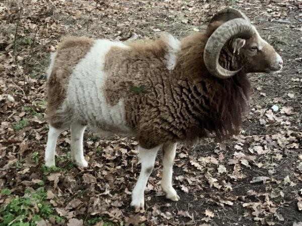 Image 2 of Lovely Soay sheep starter flock for sale