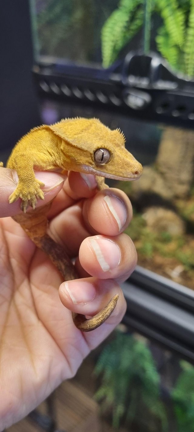 Preview of the first image of Stunning Yellow Crested Gecko.