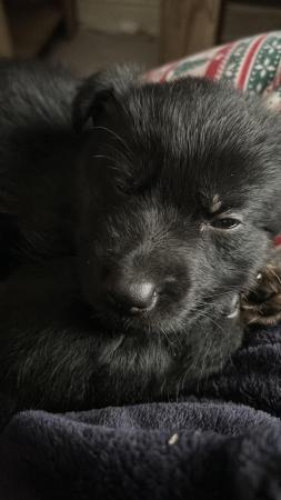 Image 2 of **German Shepherd Puppy reduced to £650**