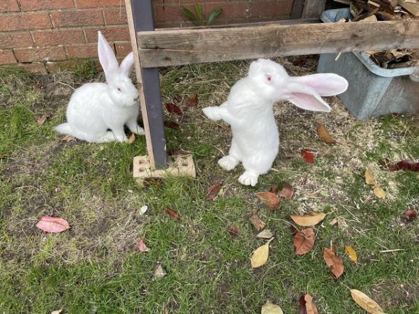 Image 8 of For sale continental giant rabbits