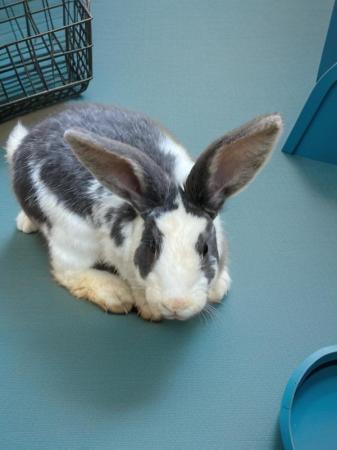 Image 9 of 16 week old Continental Giant x Lop bunnies