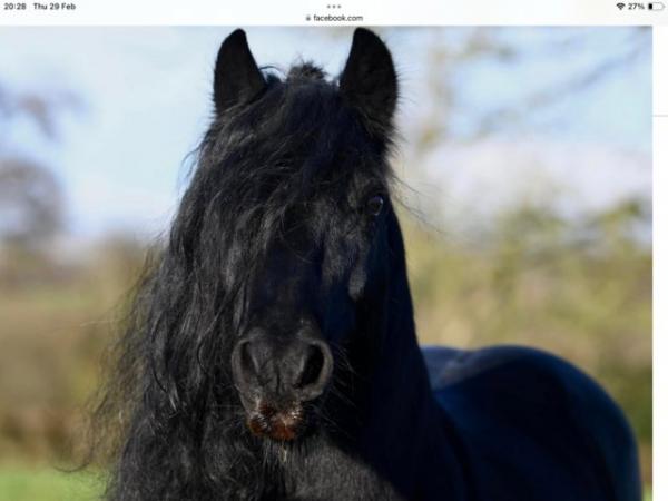 Image 2 of Fell Murthwaite Stallion for Sale