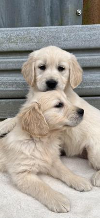 Image 19 of Fully Vaccinated KC Registered Golden Retriever Puppies