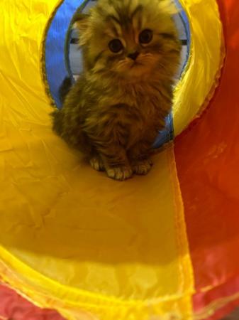 Image 5 of Female Persian Kitten For Sale, 8 weeks old now