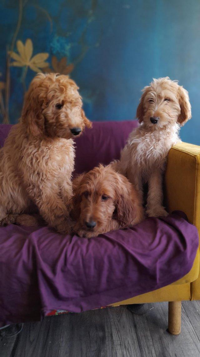 Preview of the first image of SOLD OUT quality red girls goldendoodle x irishdoodle.