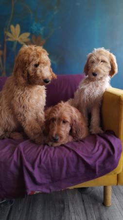 Image 1 of SOLD OUT quality red girls goldendoodle x irishdoodle