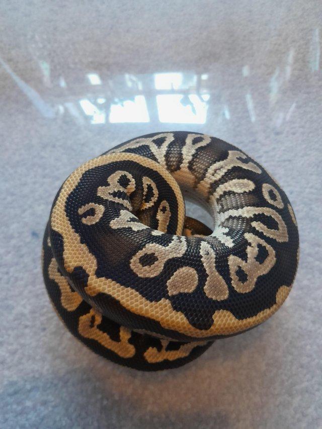 Preview of the first image of Phantom leopard 100% het pied female royal python.