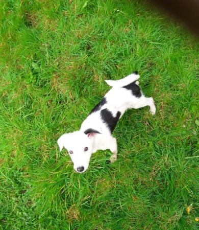 Image 6 of Good natured, healthy and bright as a button collie pup.