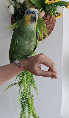 Image 4 of Hand reared Tame and Talking Amazon Parrot