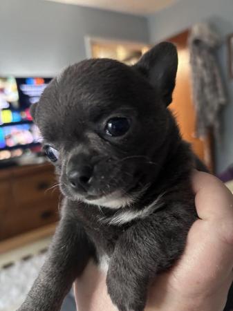 Image 10 of Chihuahua smoothcoat Apple head lil boy (ready 10th June)