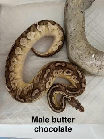Image 2 of Royal python for sale!!!!