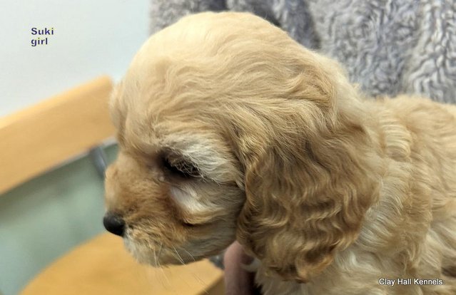 Image 14 of Golden F1 Cockapoo puppies, ready soon.