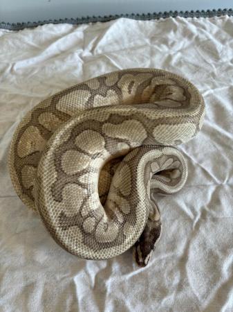 Image 11 of Various royal pythons for sale