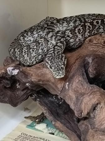 Image 2 of Carpet python for sale male