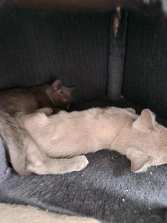 Image 11 of blue and lilac Burmese boys Kittens for sale